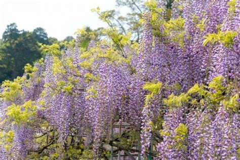 Wisteria Floribunda Japanese Wisteria