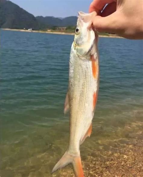 釣翹嘴鮊 一些小知識 每日頭條