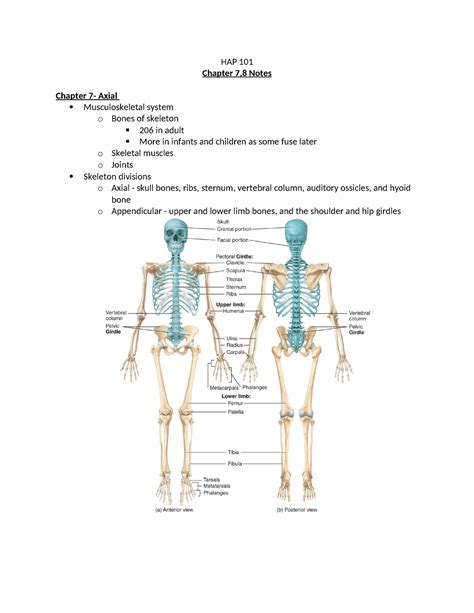 Chapter Notes Hap Chapter Notes Chapter Axial