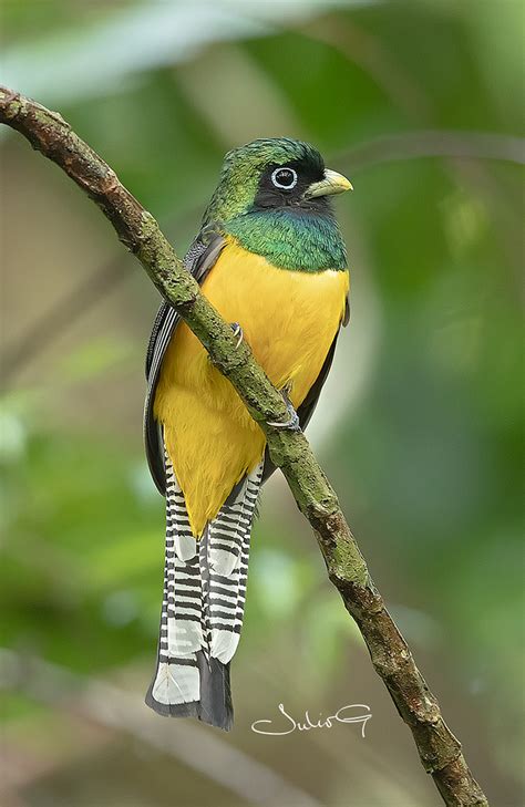 Trogons Trogones Flickr