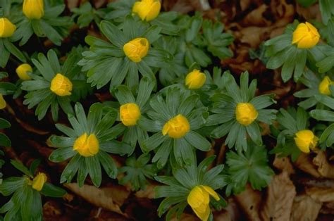 Желтые лесные цветы - 61 фото