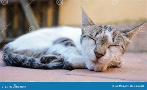 Lindo Gato Dormido Rayado Blanco Adorable Mascotas Amor Animal Relajar