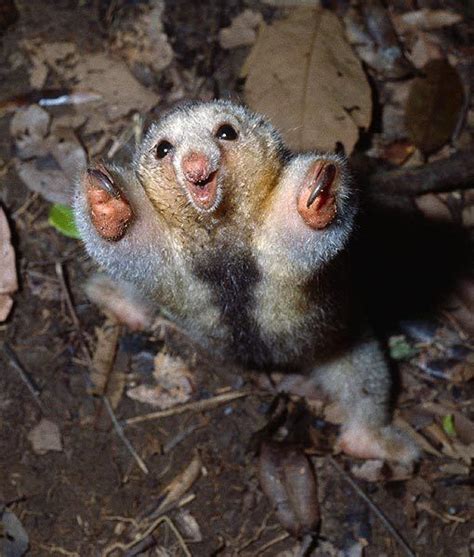 This baby silky anteater is excited to join the party : r/aww