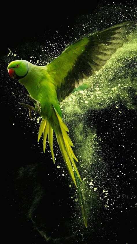 Parrot Wallpaper - iXpap