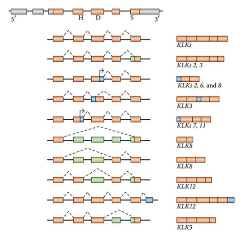 Klk Gene Cluster And Schematic Representation Of The Human Klk Gene And