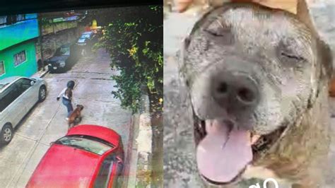 Jiutepec Morelos Gogo perrito héroe que salvó al niño de ataque de