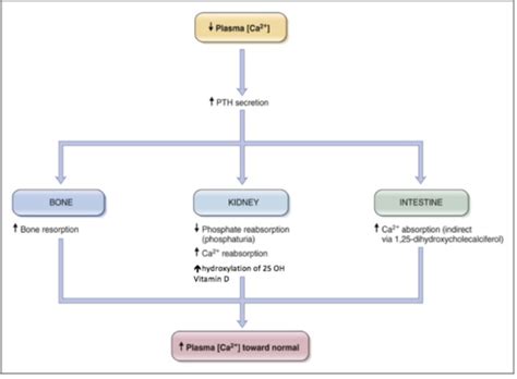 Calcium Homeostasis Hormonal Regulation Flashcards Quizlet