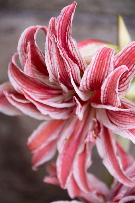 Amaryllis Doublet My Cottage Garden