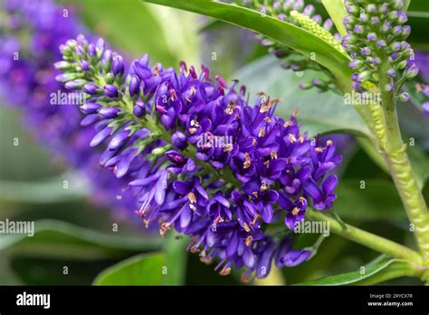 Close Up Of A Purple Hebe Flower In Bloom Stock Photo Alamy