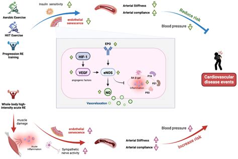 Cells Free Full Text Changes In Arterial Stiffness In Response To