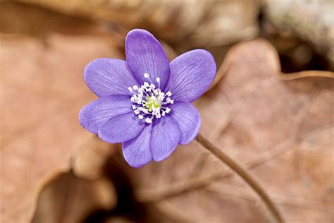 Hahnenfu Gew Chse Familie Ranunculaceae Natur In Deutschland