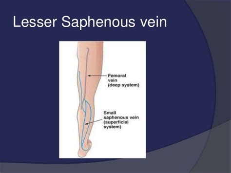 venous drainage    limb