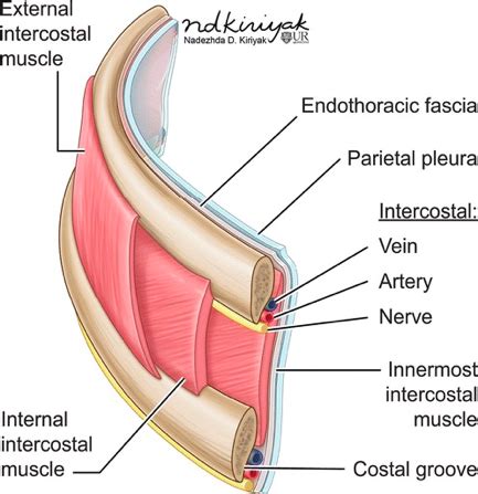 Innermost Intercostal Muscle