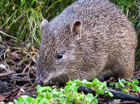 Bandicoot l Fascinating Marsupial - Our Breathing Planet