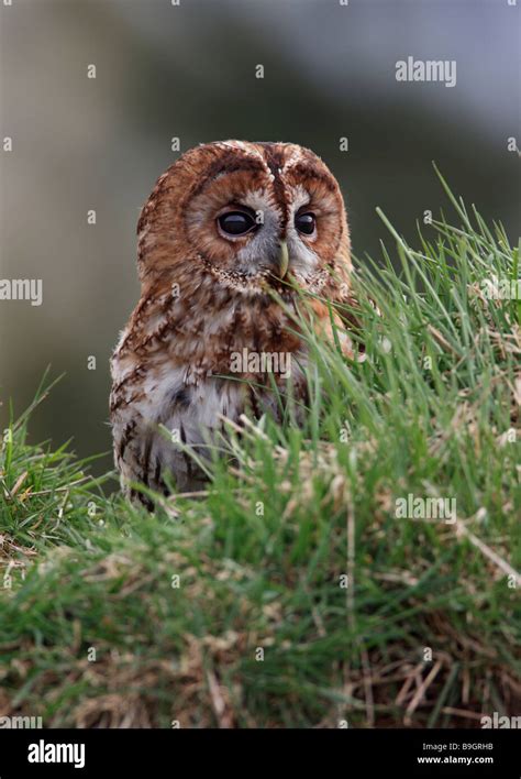 Chouette Hulotte Strix Aluco Enr Alerte Au Sol Photo Stock Alamy