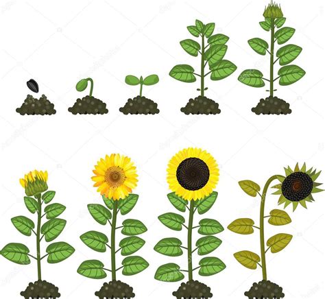 Ciclo Vita Del Girasole Fasi Crescita Dalle Sementi Alle Piante Stock