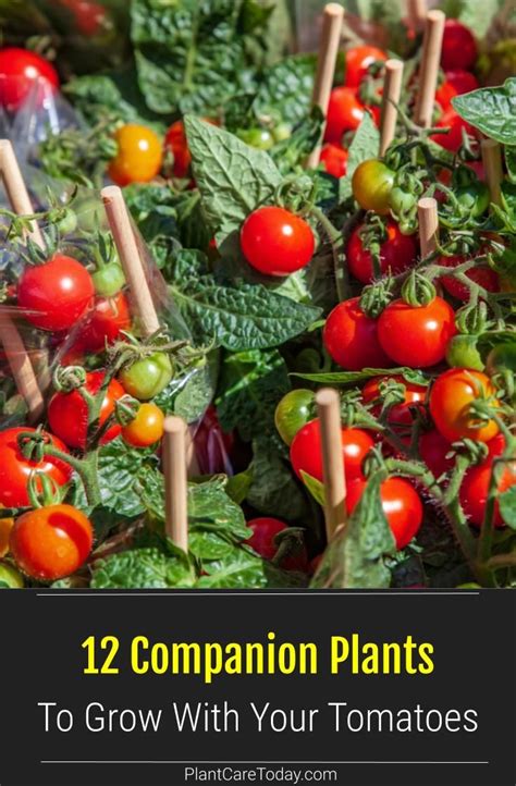 Tomatoes And Other Plants With Text That Reads Companion Plants To