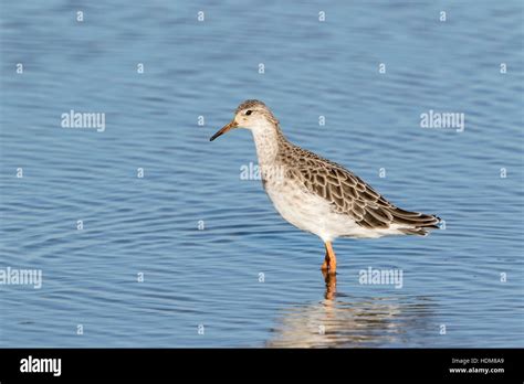 Ruff Philomachus Pugnax Juvenile Male Standing In Shallow Water