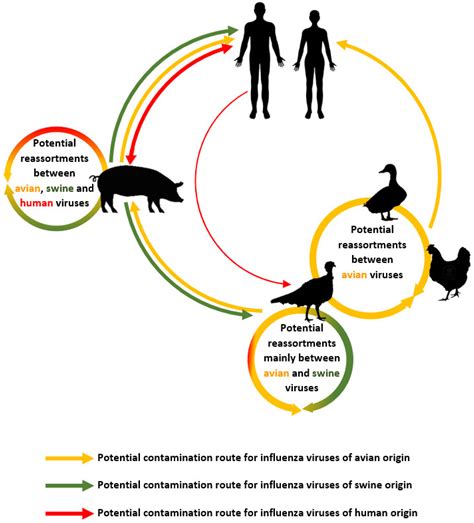 Avian Influenza Life Cycle