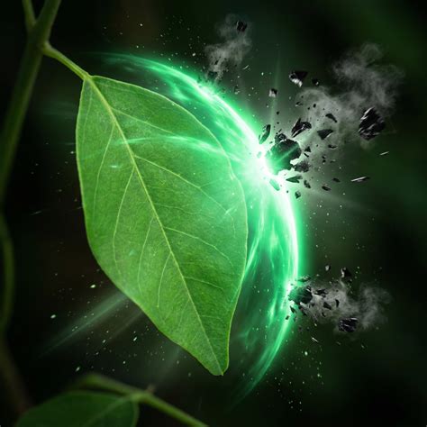 The Miracle Tree: 5 Science-Backed Health Benefits of Moringa Oleifera