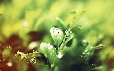 Fondos De Pantalla Luz De Sol Agua Naturaleza Césped Fotografía