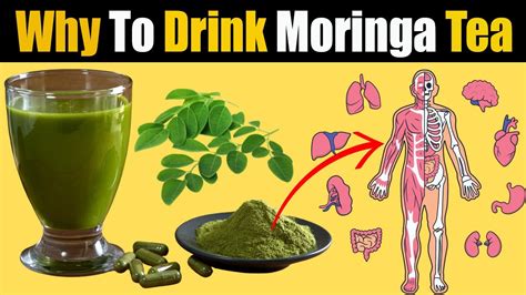 Discovering Moringa The Miracle Tree Tea For Wellness And Vitality