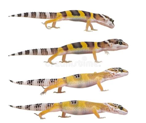 Leopard Spotted Gecko Stock Photo Image Of Amphibian 9351014