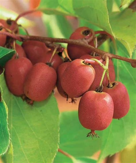 Couple de Kiwis rouges Weiki mâle et femelle Les 2 pots Ø 9cm