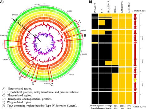 Comparative Genomic Analysis Of B Bifidum Mimbb With Other Complete