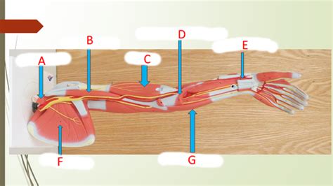 Module 9 Muscles Of The Upper Extremities Flashcards Quizlet