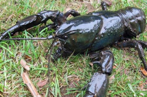 Tasmanian Giant Freshwater Crayfish Size - Tasmanian giant freshwater ...