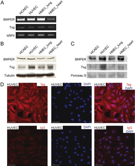 Tsg And Bmper Expression In Endothelial Cells Of Different Origin