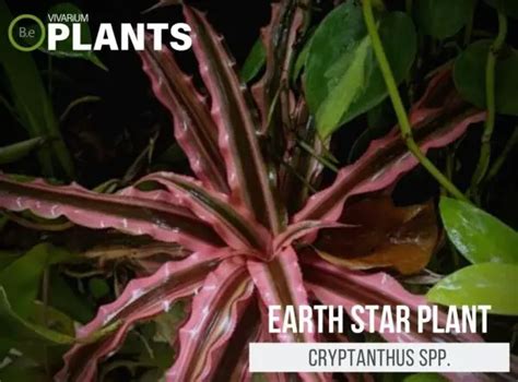 Cryptanthus Bivittatus Earth Star Plant Bromeliad Care