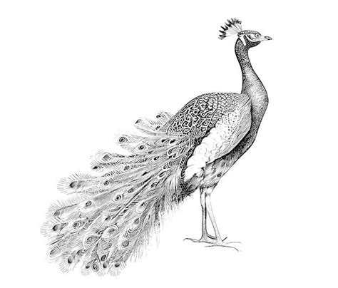 Premium Vector Peacock Sketch Hand Drawn In Engraving Style Vector