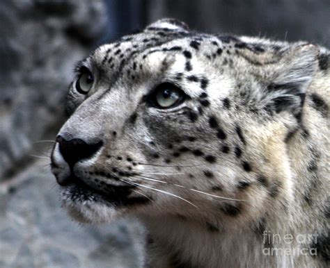 Eyes Of The Snow Leopard Photograph By Nick Gustafson