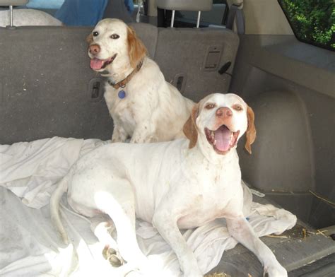 English Setter Lab Mix