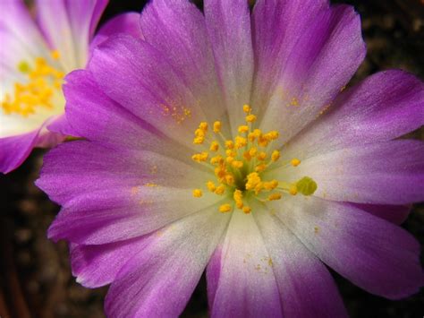 IMG 8592 Mammillaria Luethyi Ali Kangal Flickr