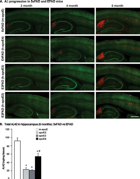 Human Apoe Genotype Specific Delay Of A Accumulation In Xfad Mice