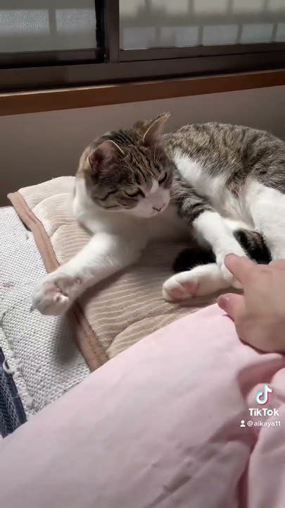 猫ちゃんって何匹居ても可愛いね ️ 猫好き 猫動画 猫好きさんと繫がりたい 可愛い猫 きゅんです ねこのいる生活 かわいい猫