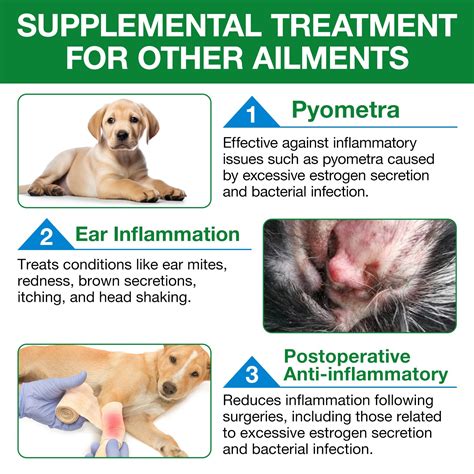 Antibiotics for Dogs, Dog Antibiotics, Natural Antibiotics for Dogs