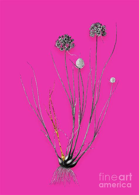 Vintage Allium Globosum Black And White Gilded Floral Art On Hot Pink N