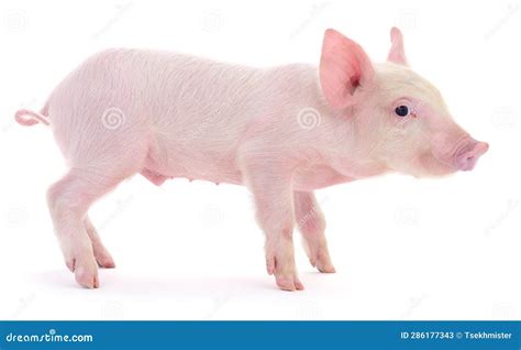 Pig on white stock image. Image of domestic, isolated - 286177343