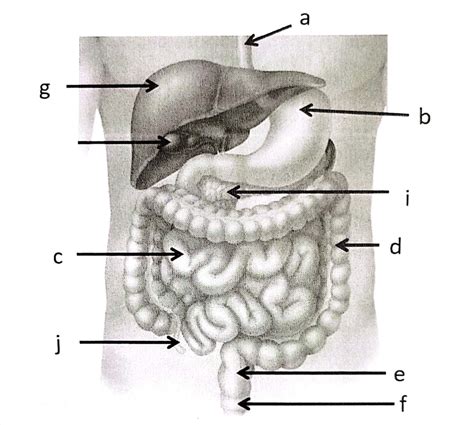 Abdominal Organs Diagram Quizlet