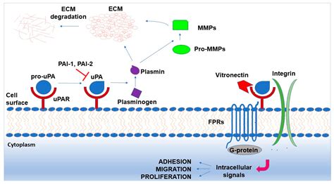 Ijms Free Full Text Posttranscriptional Regulation Of The