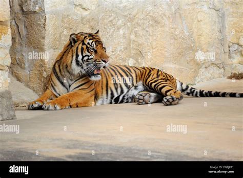 Angry tiger hi-res stock photography and images - Alamy