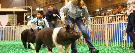 Show Pig Nutrition: A Beginner's Guide - US Whip