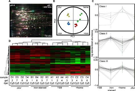 Proteome Analysis Using 2d Dige A Falsecolored Representative Gel Download Scientific