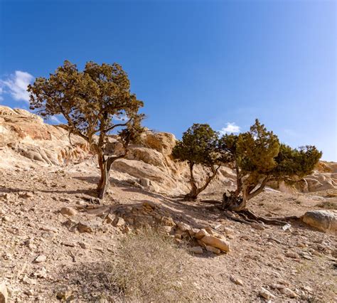 Clear Sky over Rocks and Trees · Free Stock Photo