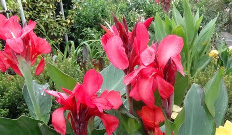 complete gids voor canna soorten voor tuinen en potten