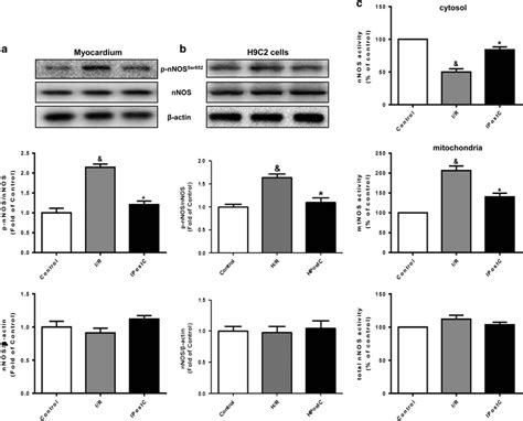 Expression And Activity Of NNOS In Hearts A And B I R Injury